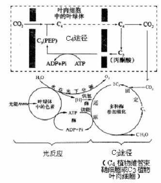 c4植物光合作用的特點過程圖解 c4植物基本特點可歸納為 在c4植物中有c4途徑也有c3途徑 c4途徑發(fā)生在葉肉細胞的葉綠體中.c3途徑發(fā)生在維管束鞘細胞葉綠體中 c4途徑起到