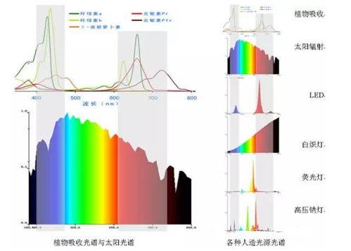 冬季大棚常缺 光 ,要怎么補