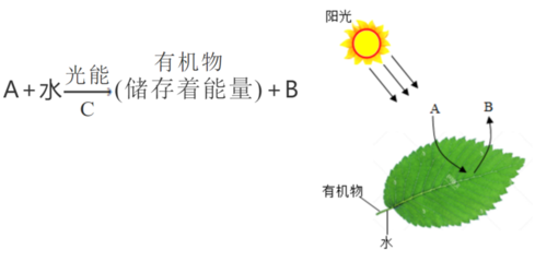 枝條處理實(shí)驗(yàn)與光合作用的關(guān)系