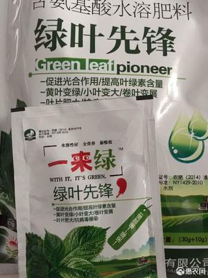 綠葉先鋒 高效葉面肥‘一來綠’，黃葉變綠與光合作用的奧秘