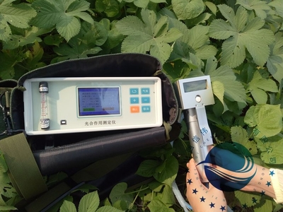 光合作用測定儀 助力植物光合效率研究的先進工具